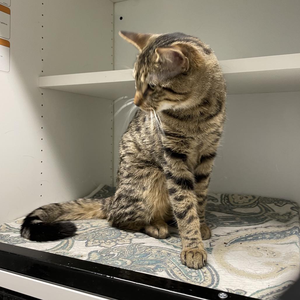 Enlarge Kyo, a Adoptable Domestic Medium Hair in North Battleford, SK image 2/3