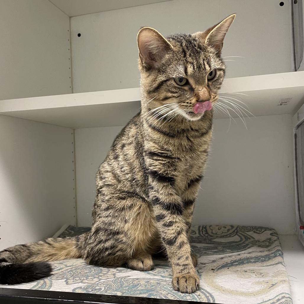 Enlarge Kyo, a Adoptable Domestic Medium Hair in North Battleford, SK image 3/3