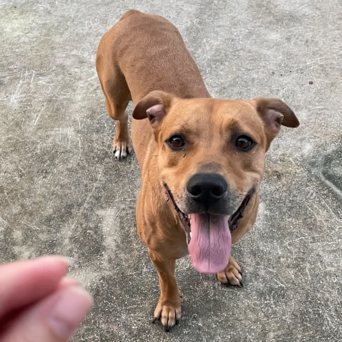 Tyson Fury, adopted, Young Male Rhodesian Ridgeback.