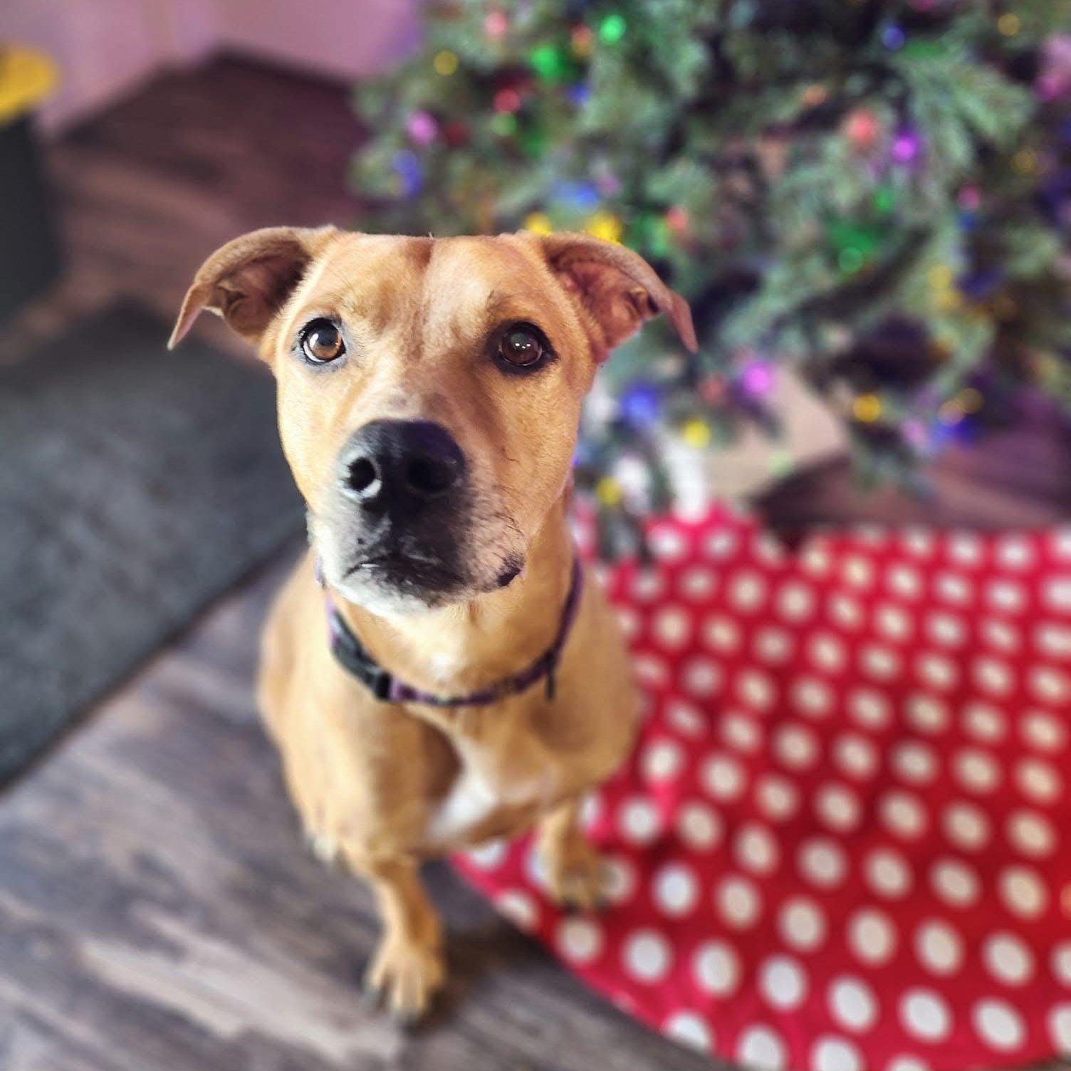Enlarge Tyson Fury, an adopted mixed breed in Stuart, FL image 4/5