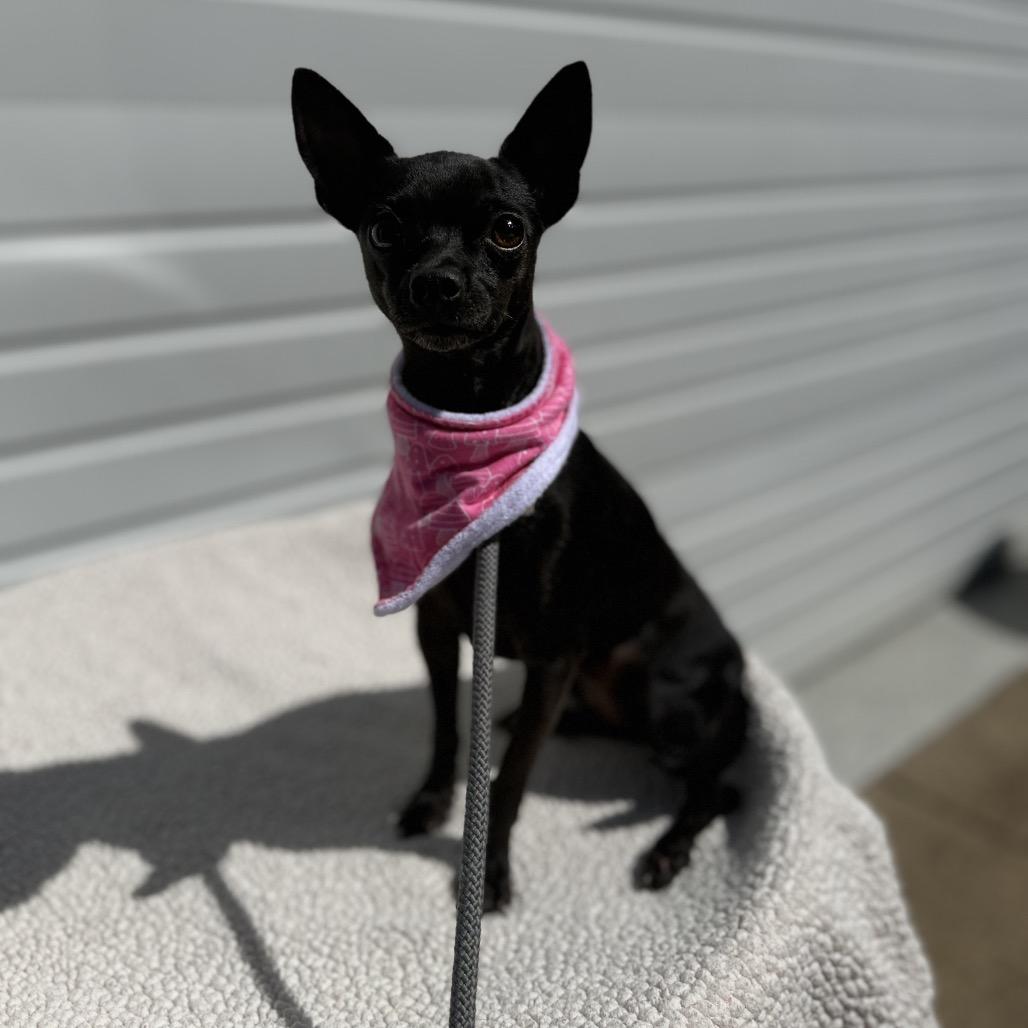 Enlarge Rayne, a Adoptable mixed breed in Newberg, OR image 1/5