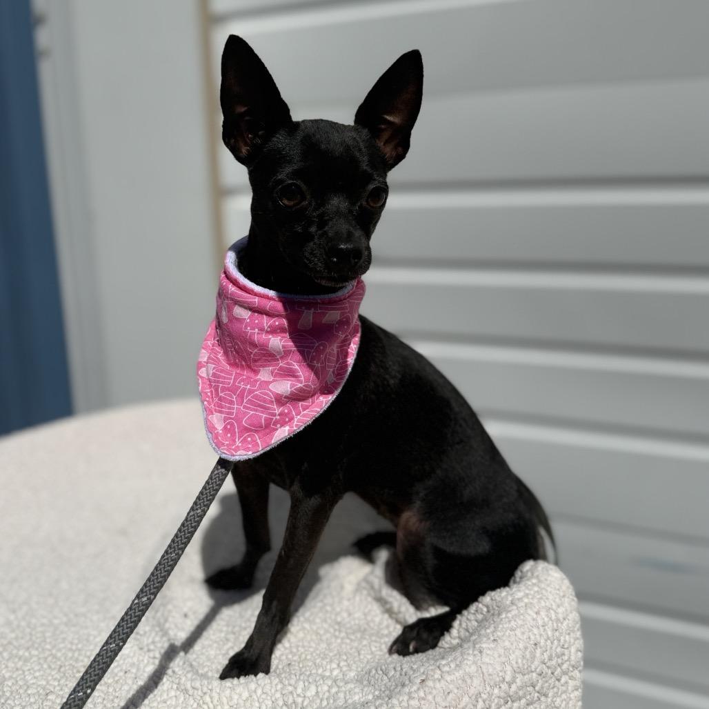 Enlarge Rayne, a Adoptable mixed breed in Newberg, OR image 2/5