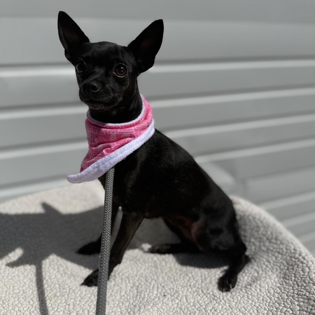 Enlarge Rayne, a Adoptable mixed breed in Newberg, OR image 3/5