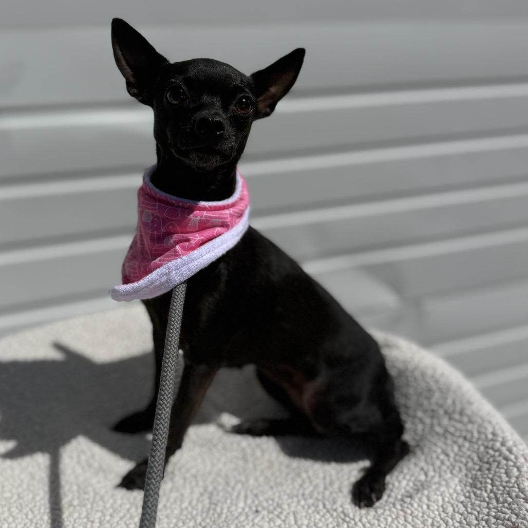 Enlarge Rayne, a Adoptable mixed breed in Newberg, OR image 4/5