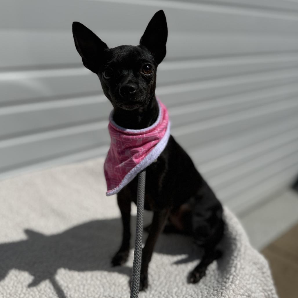Enlarge Rayne, a Adoptable mixed breed in Newberg, OR image 5/5