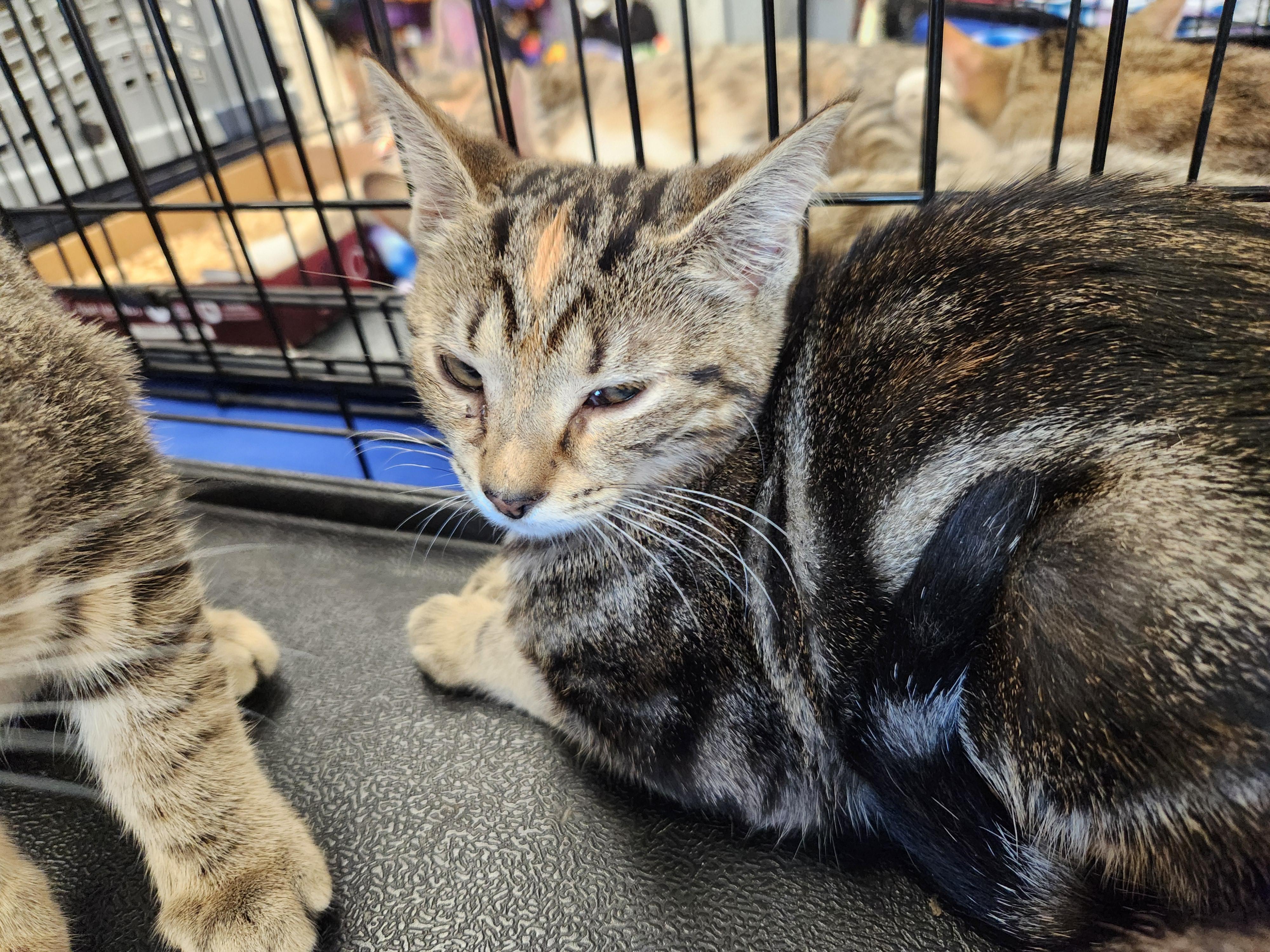 Enlarge Swirls, a Adoptable Domestic Short Hair in Great Mills, MD image 1/1