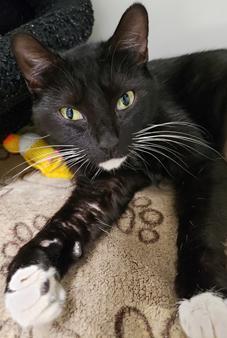 Enlarge Andreas, a Adoptable mixed breed in Cleveland, OH image 2/3