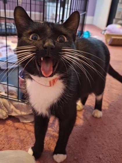 Enlarge Andreas, a Adoptable mixed breed in Cleveland, OH image 3/3