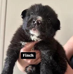Finch, an adopted Mixed Breed in Calgary, AB_image-1
