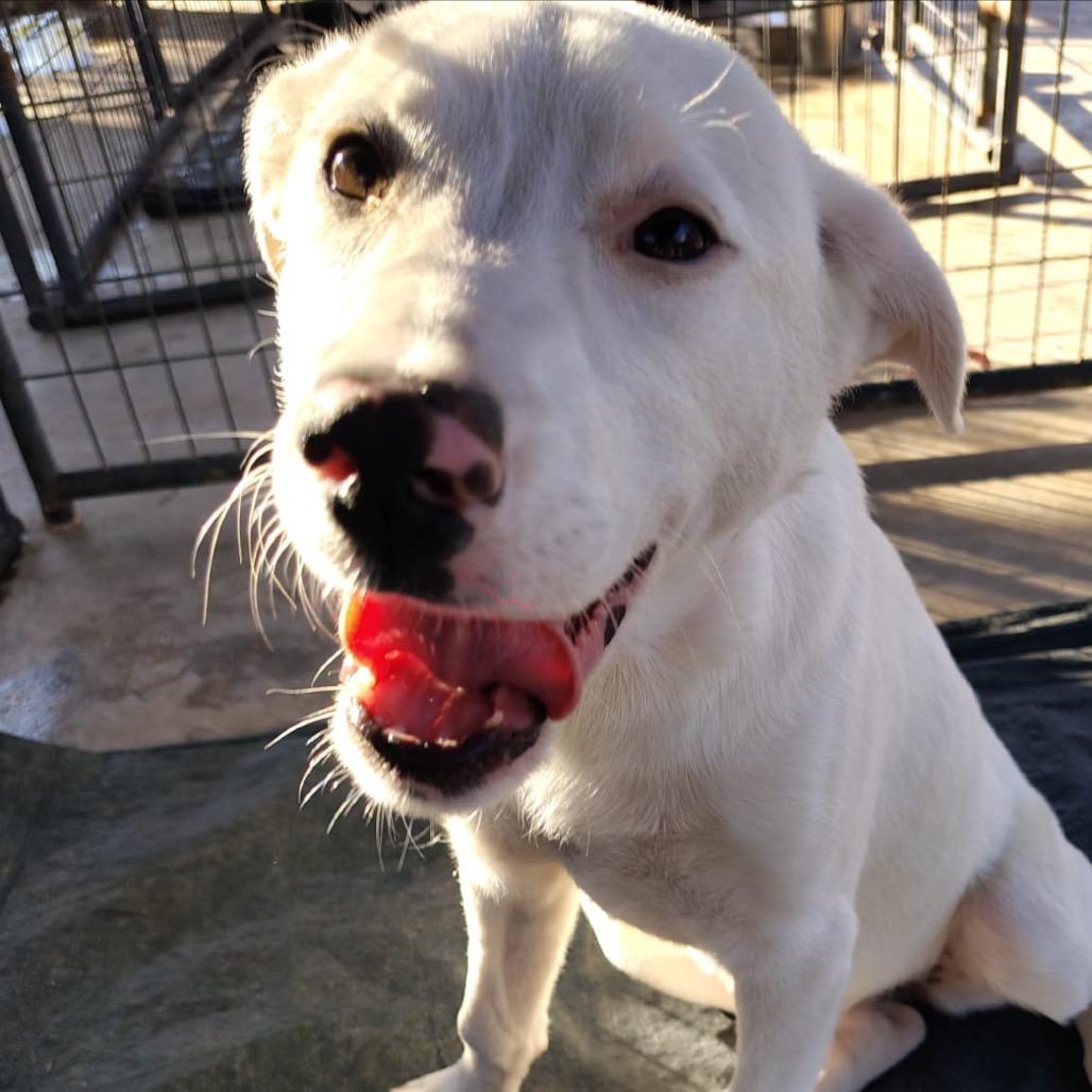 Grace, a Adoptable Labrador Retriever in West Islip, NY image 1/6