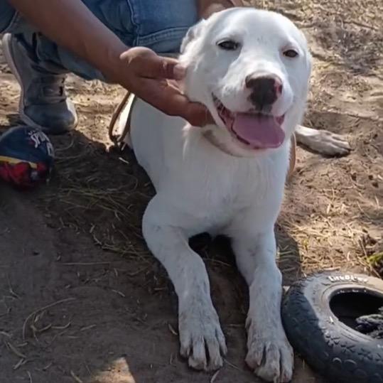 Enlarge Grace, a Adoptable Labrador Retriever in Oceanside, NY image 3/5