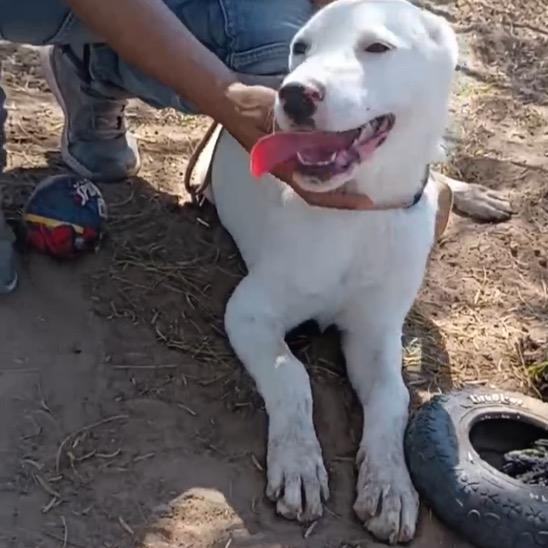 Enlarge Grace, a Adoptable Labrador Retriever in Oceanside, NY image 4/5
