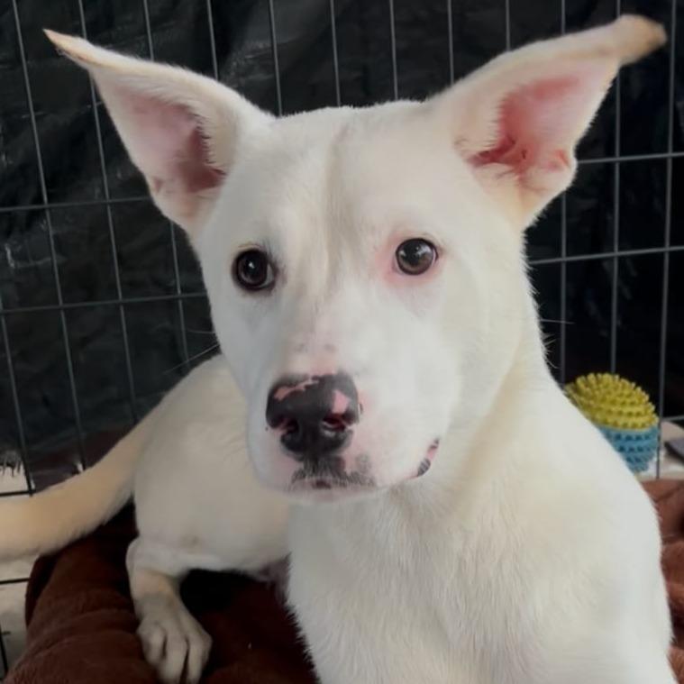 Grace, a Adoptable Labrador Retriever in West Islip, NY image 3/6