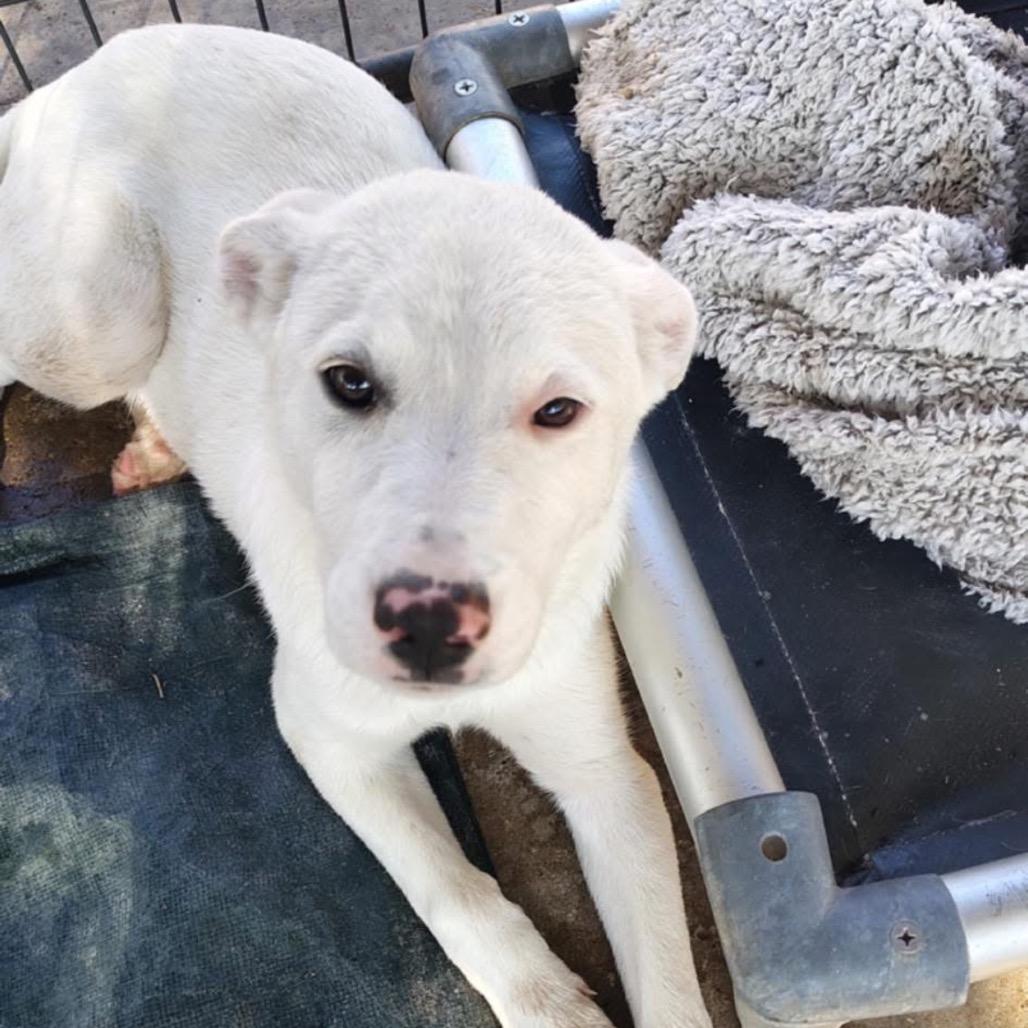 Grace, a Adoptable Labrador Retriever in West Islip, NY image 4/6