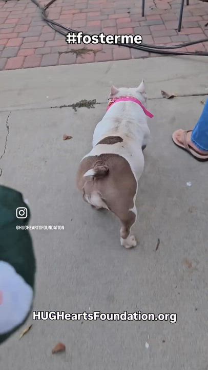 Enlarge Can you foster her?  Sweet girl!  Please help Pearl, a Adoptable mixed breed in Anaheim, CA video 3/5