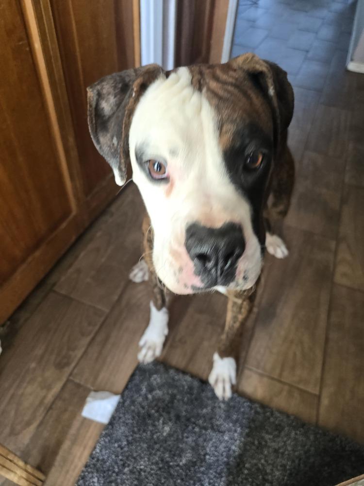 Snoopy, Adoptable, Young Male Boxer.