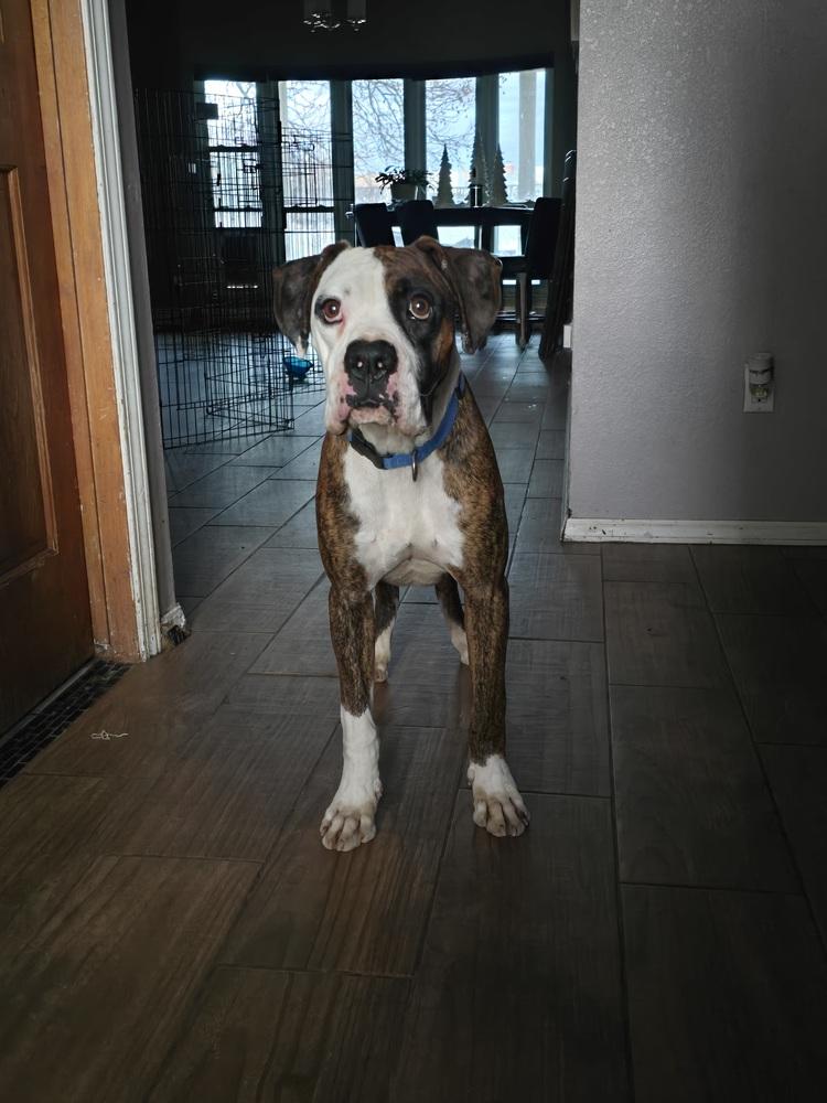 Enlarge Snoopy, a Adoptable mixed breed in Albuquerque, NM image 3/6