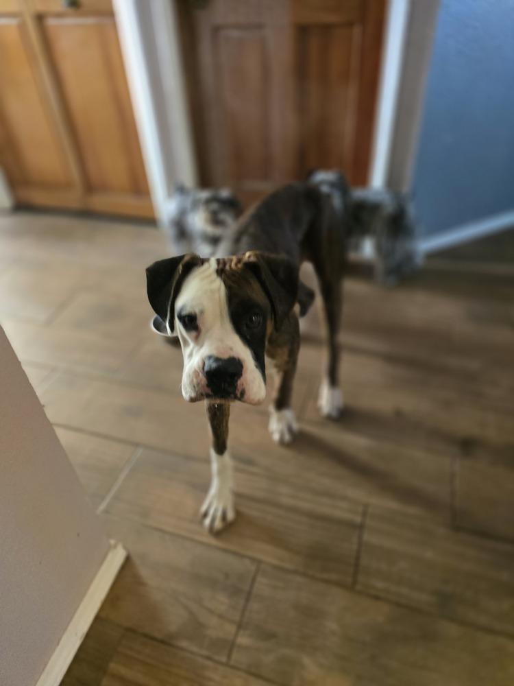 Enlarge Snoopy, a Adoptable mixed breed in Albuquerque, NM image 4/6