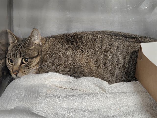 ALLEY, Adoptable, Young Female Domestic Short Hair.