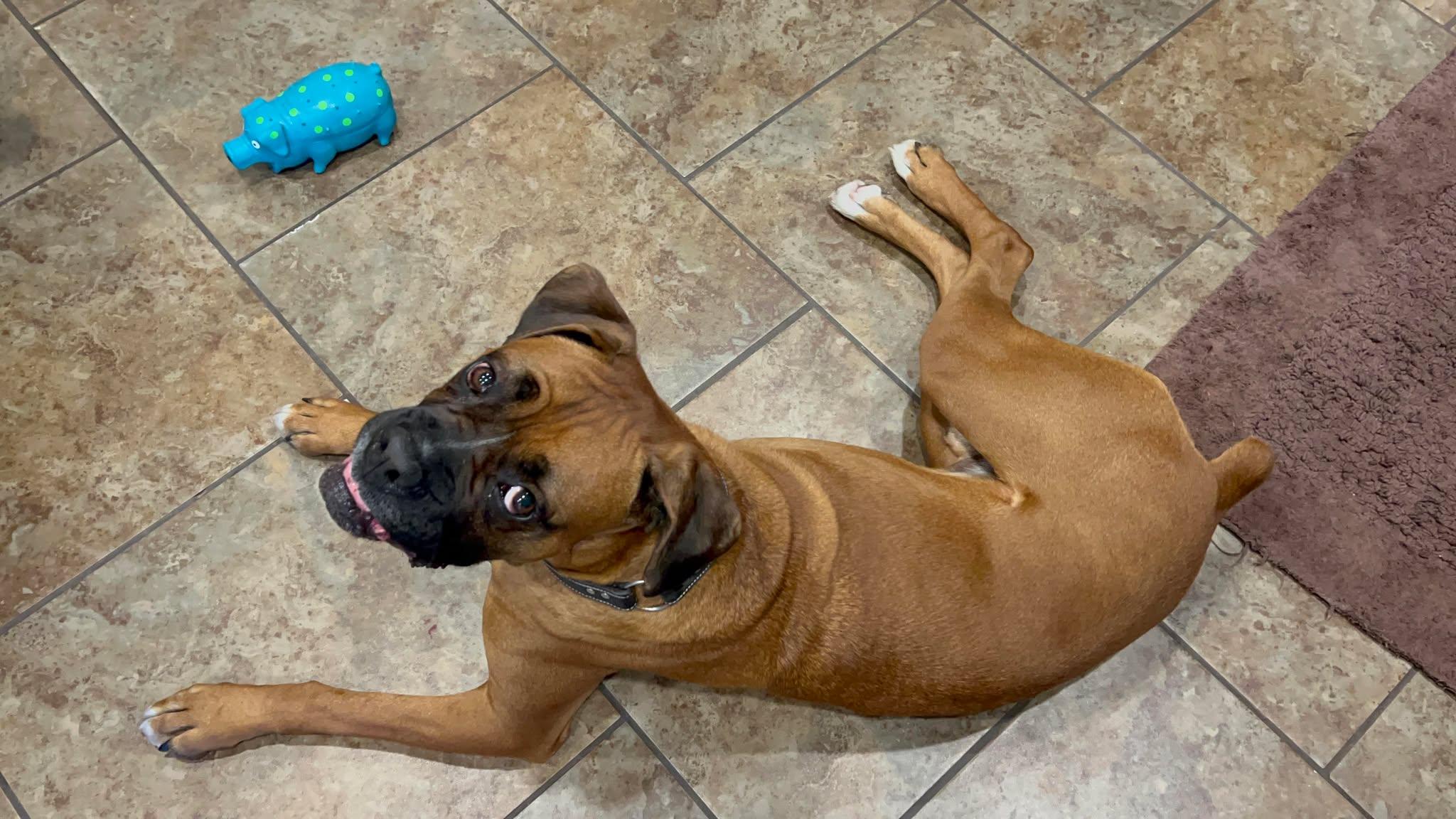 CAPONE, ADOPTABLE, Adult Male Boxer.