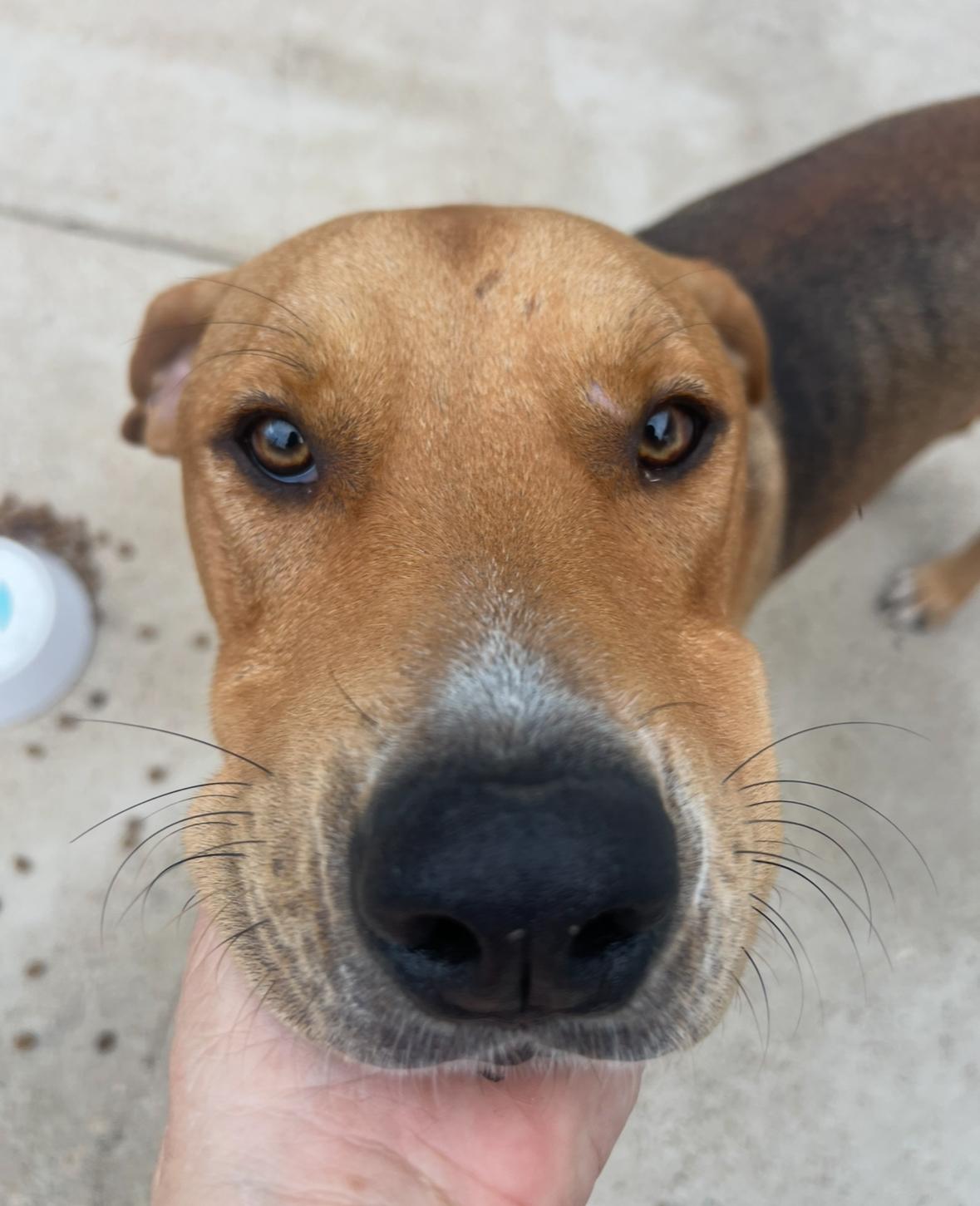 Enlarge Buddy, an adopted mixed breed in Denver , CO image 2/4