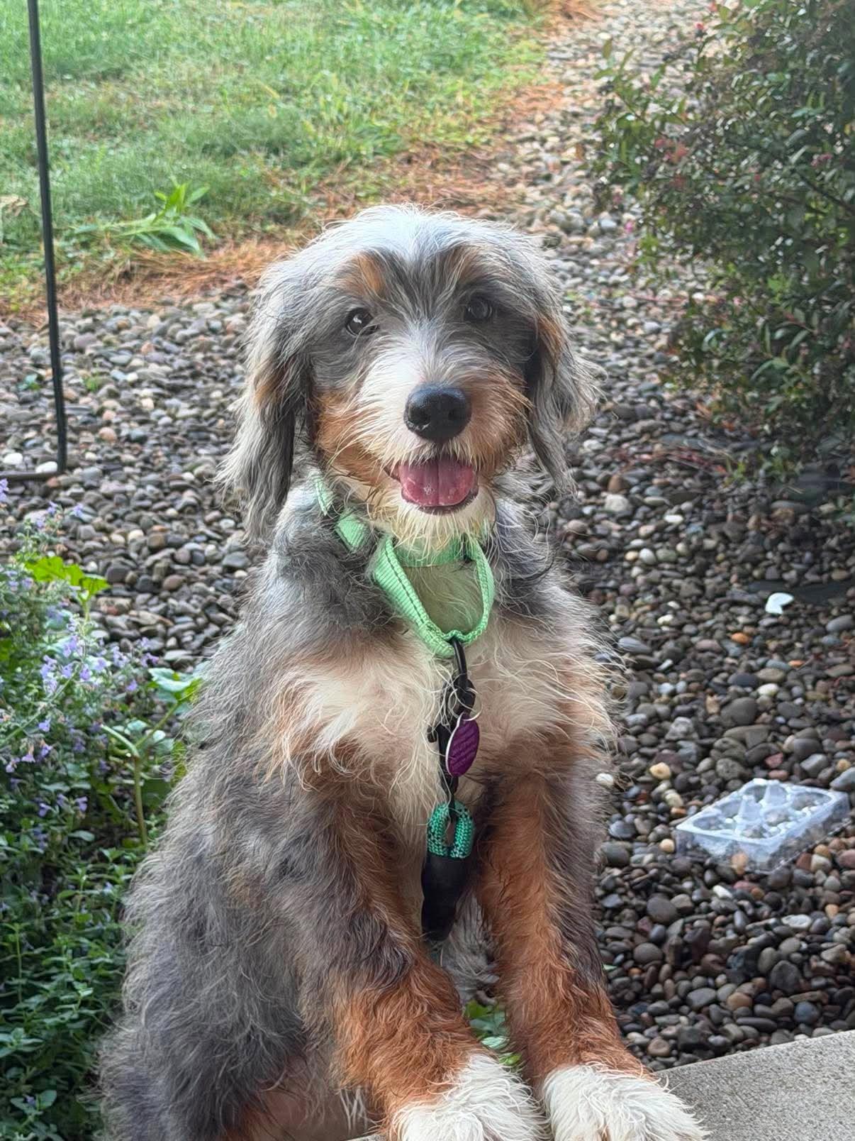 Velvet, Adoptable, Puppy Female Bernadoodle.