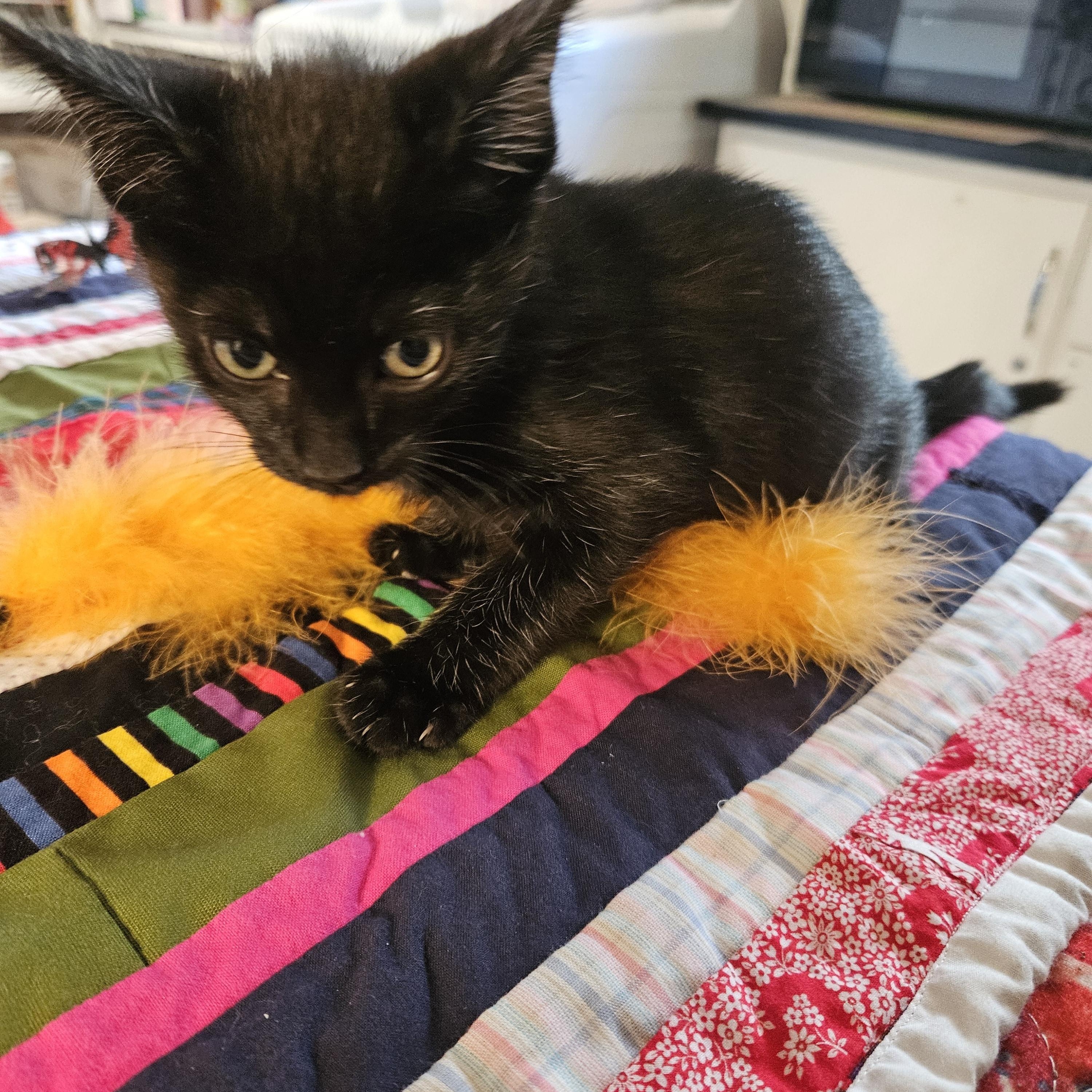 Joan, Adoptable, Kitten Female Domestic Short Hair.