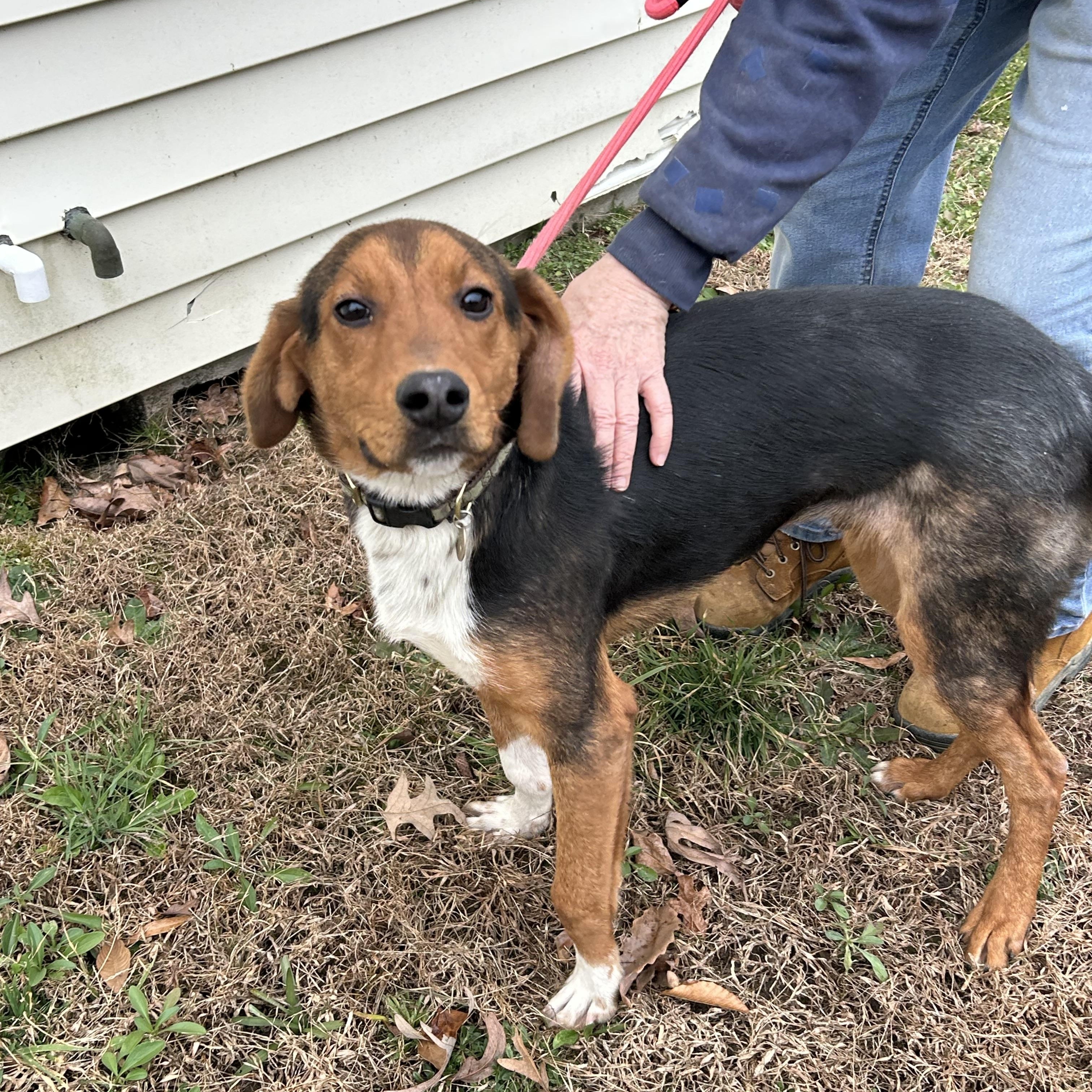 Braxton II, a ADOPTABLE Hound in Charles City, VA image 4/4