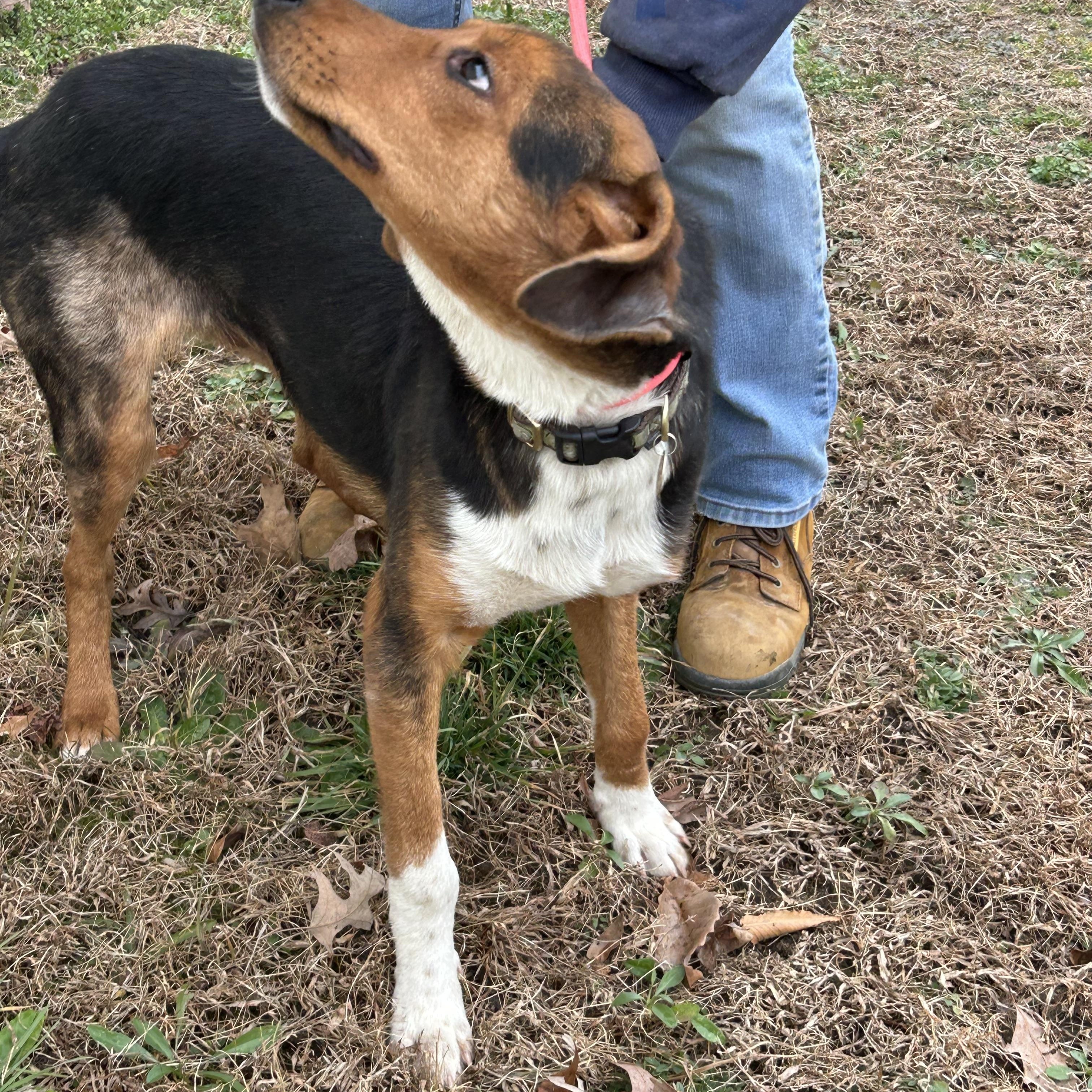 Braxton II, ADOPTABLE, Young Male Hound.