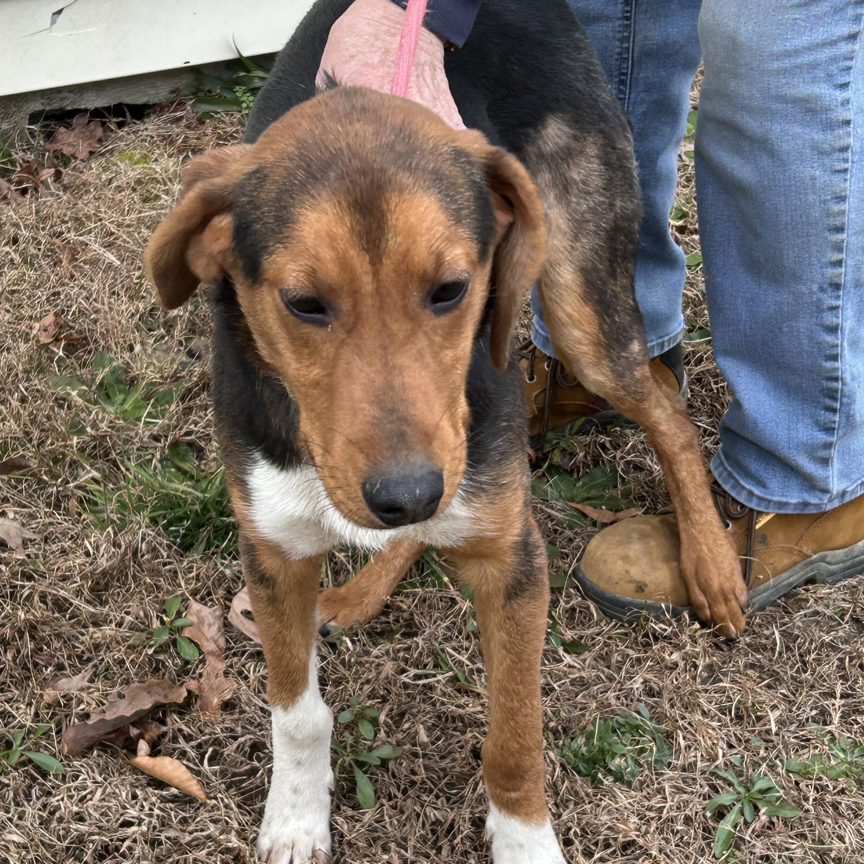 Braxton II, a ADOPTABLE Hound in Charles City, VA image 3/4