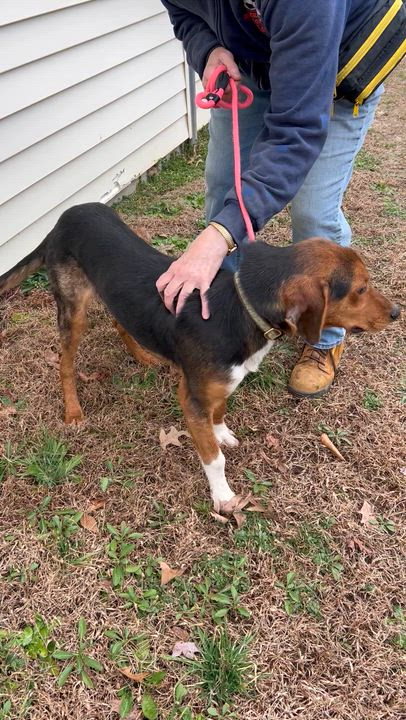 Enlarge Braxton II, a ADOPTABLE Hound in Charles City, VA video 2/4