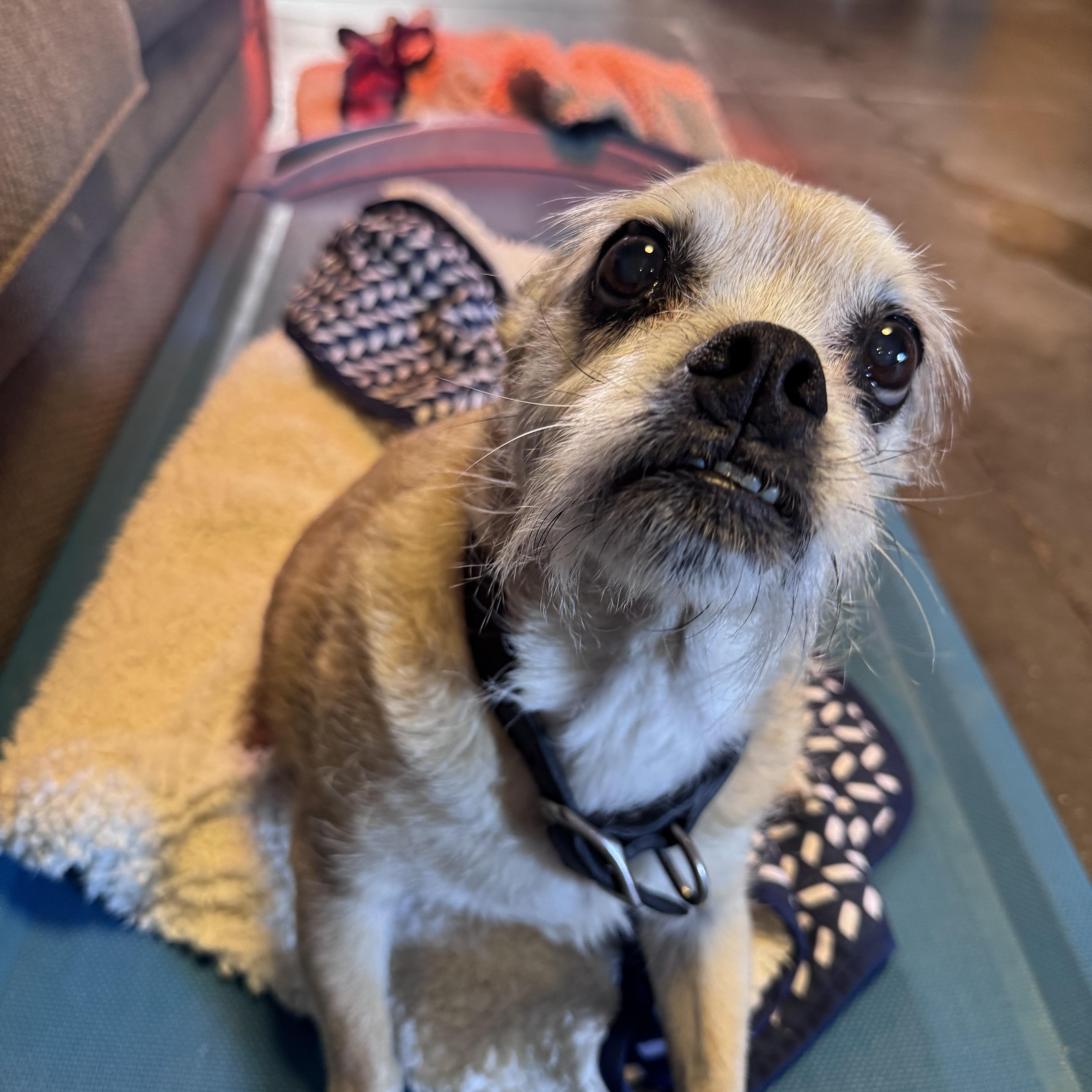Rex, ADOPTABLE, Senior Male Wirehaired Terrier & Pug.