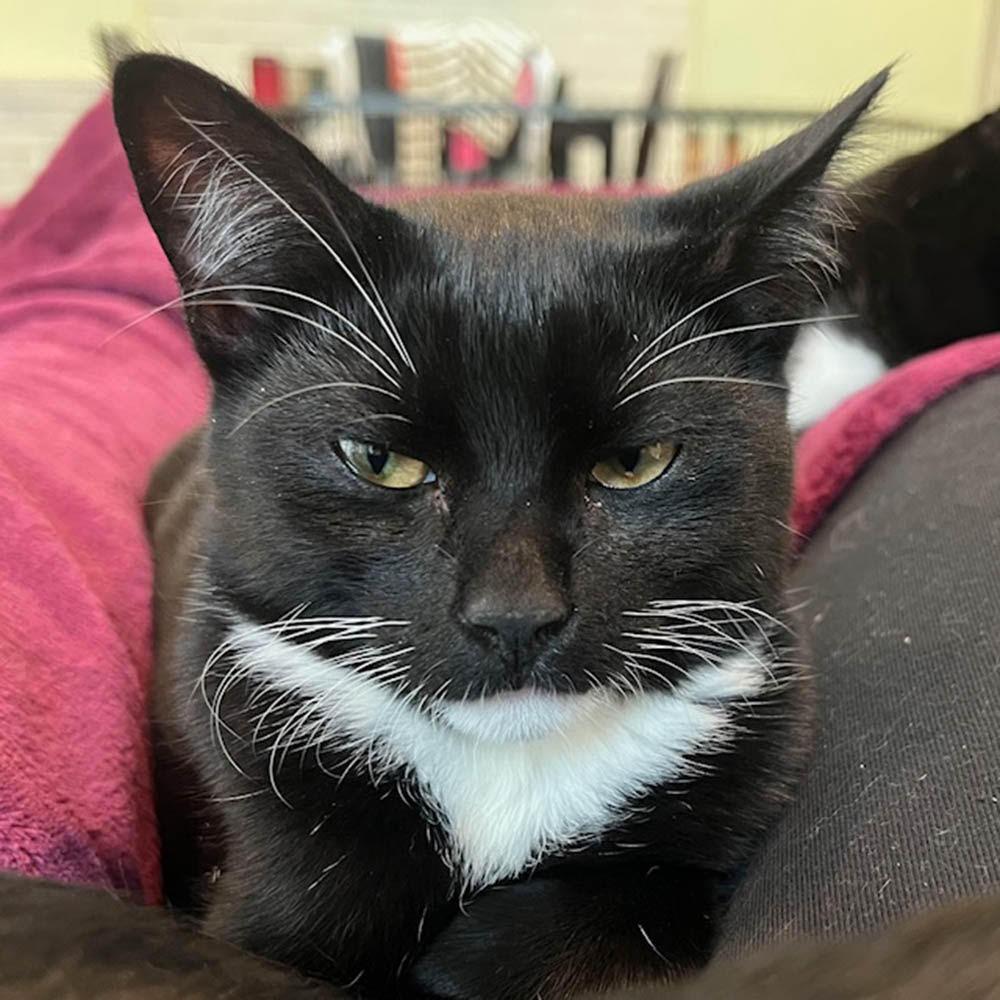 Winston — thumbnail 2