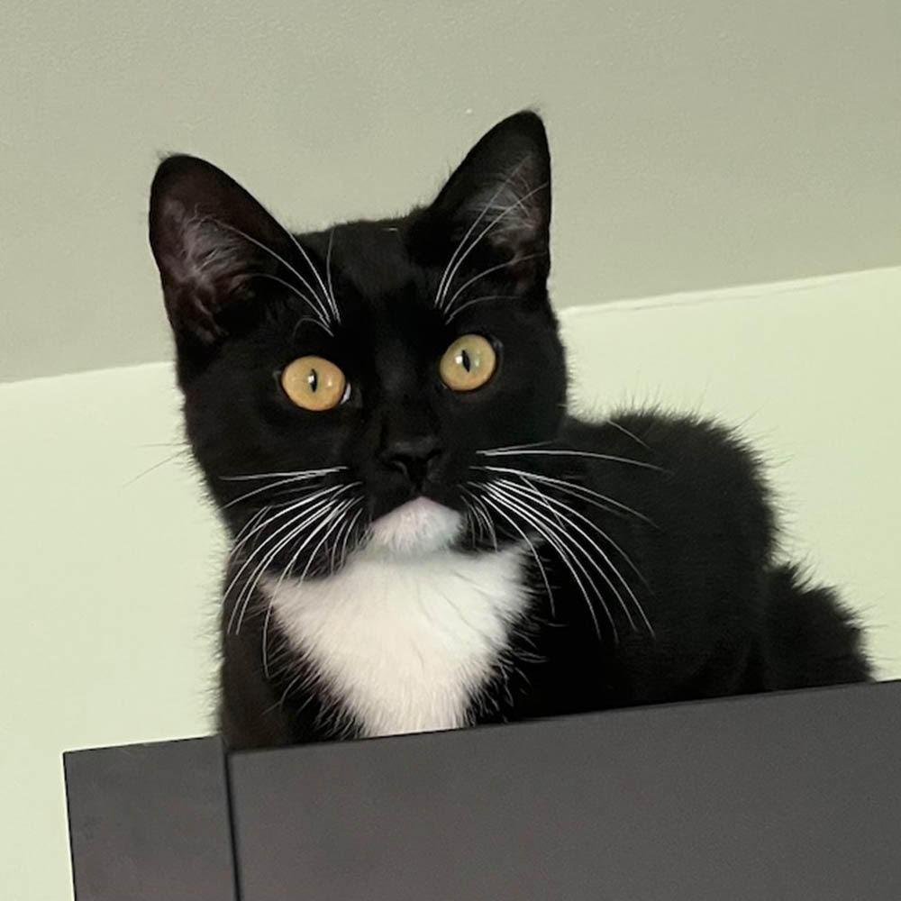 Winston — thumbnail 3