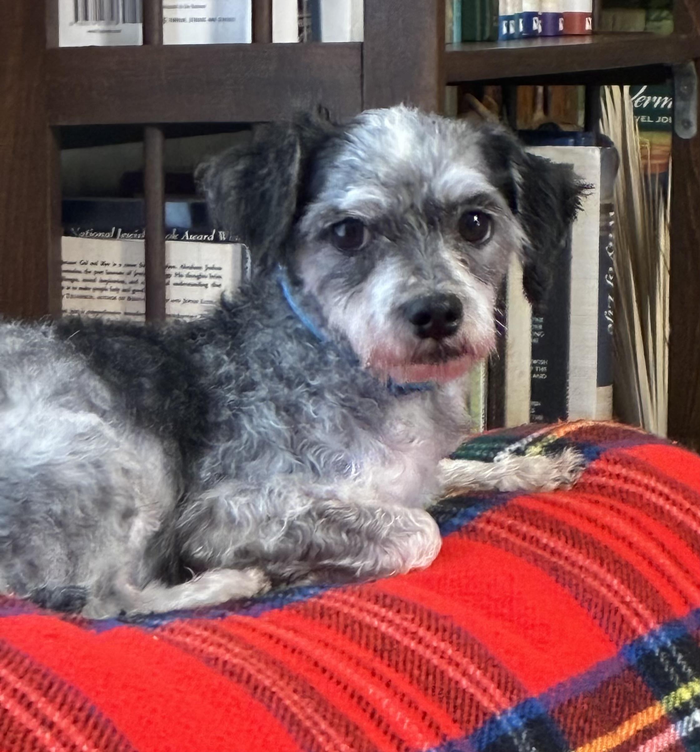 Enlarge Tucker, a Adoption Pending mixed breed in Danville, VT image 3/5