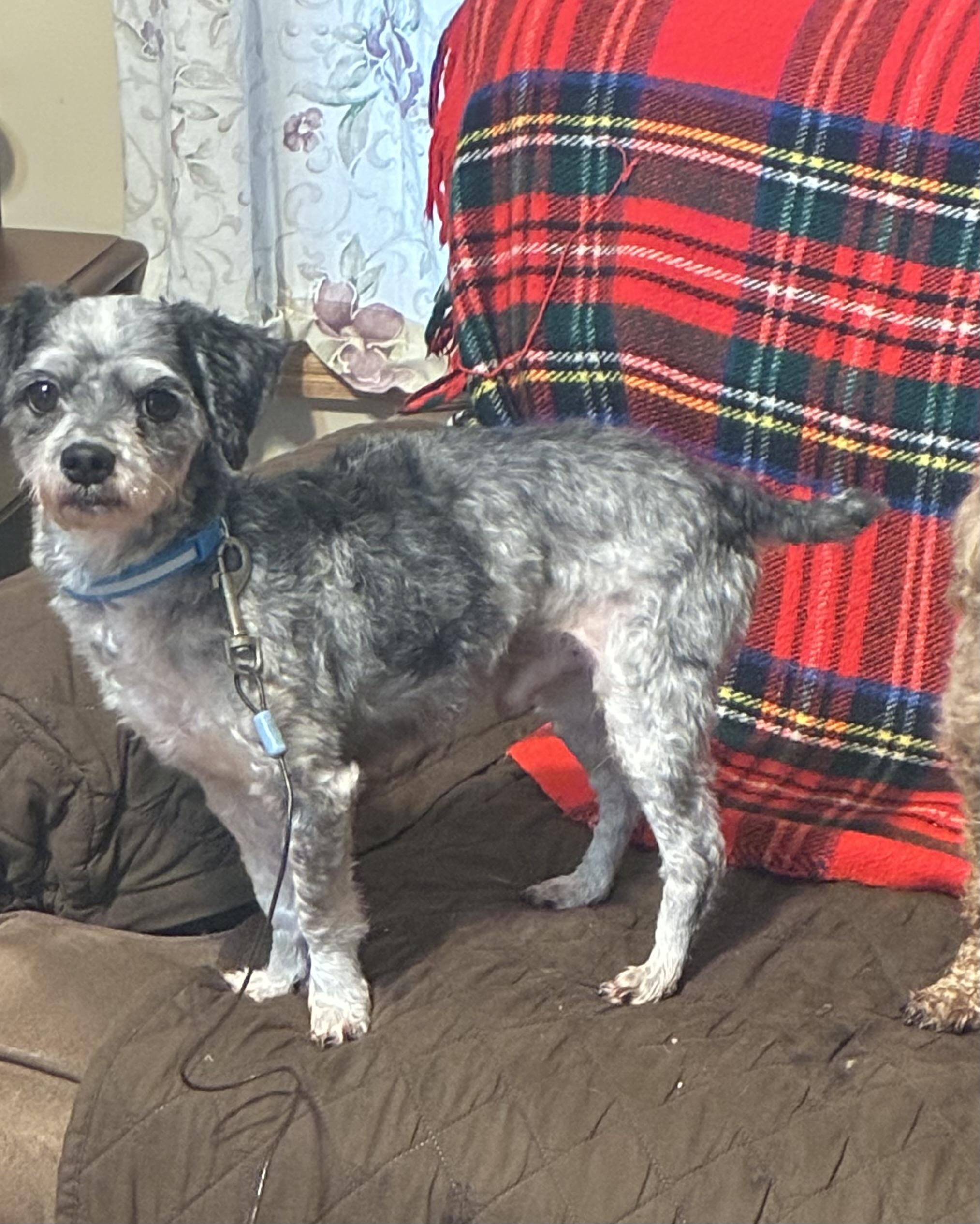 Tucker, Adoptable, Adult Male Miniature Schnauzer & Poodle.
