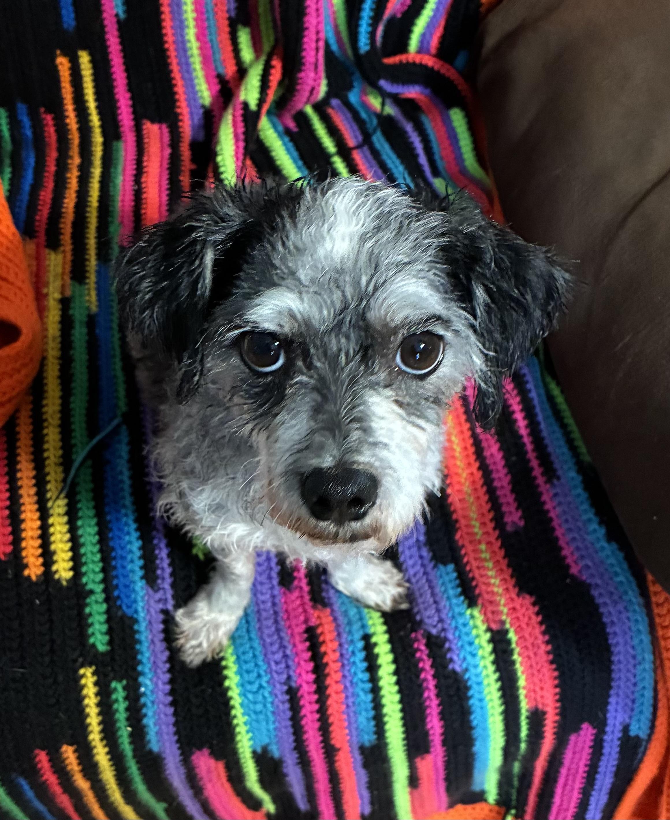 Enlarge Tucker, a Adoption Pending mixed breed in Danville, VT image 2/5