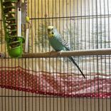 Rio and Sky, ADOPTABLE, Adult Male Parakeet (Other).