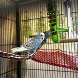 Enlarge Rio and Sky, a ADOPTABLE Parakeet (Other) in Hilliard, OH image 2/2