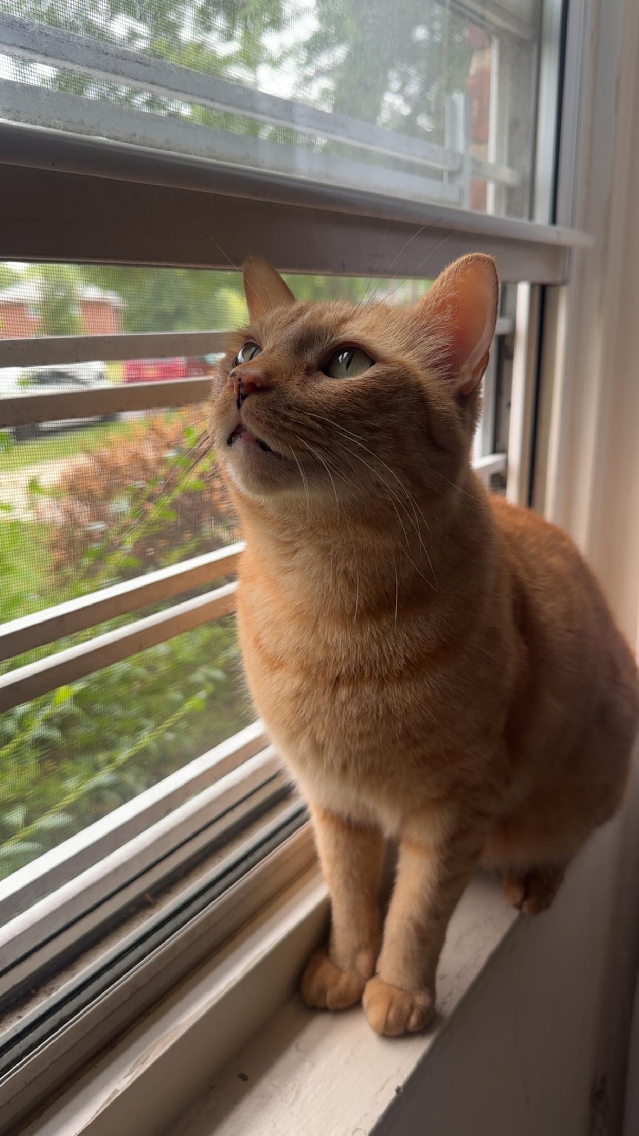 Pumpkin, an adopted Domestic Short Hair in Yonkers, NY image 3/5