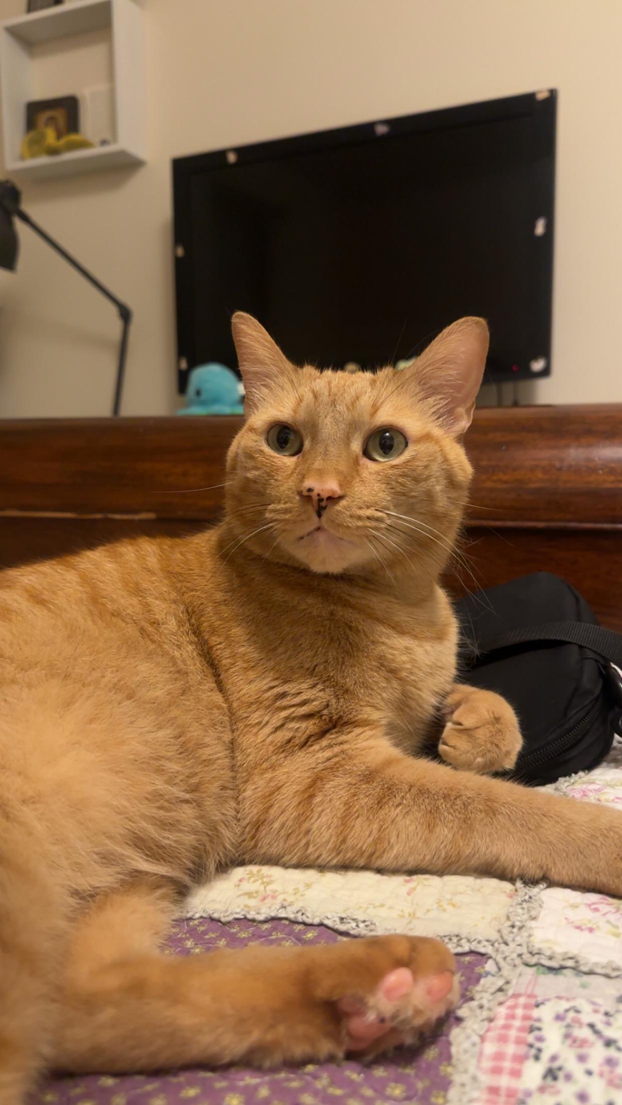 Pumpkin, an adopted Domestic Short Hair in Yonkers, NY image 4/5