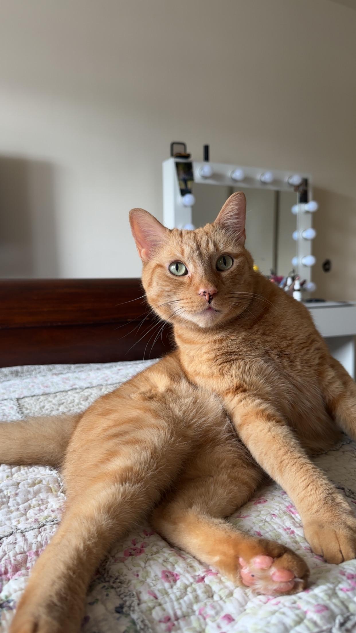 Pumpkin, adopted, Adult Male Domestic Short Hair.