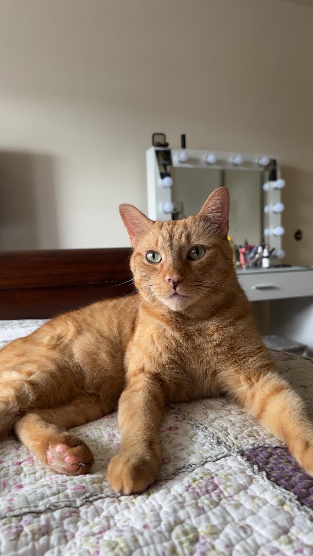 Pumpkin, an adopted Domestic Short Hair in Yonkers, NY image 2/5