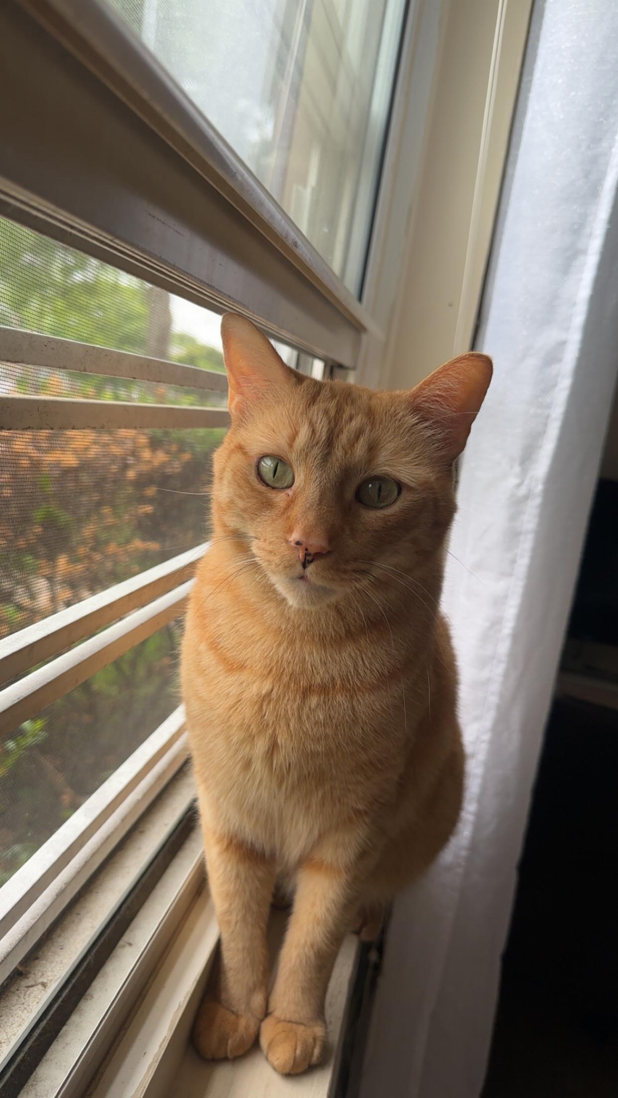 Pumpkin, an adopted Domestic Short Hair in Yonkers, NY image 5/5