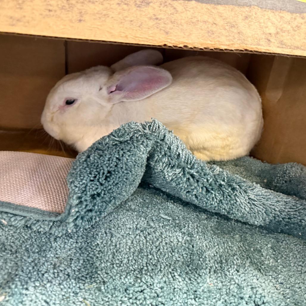 Hops Solo, Adoptable, Adult Male American & Flemish Giant.
