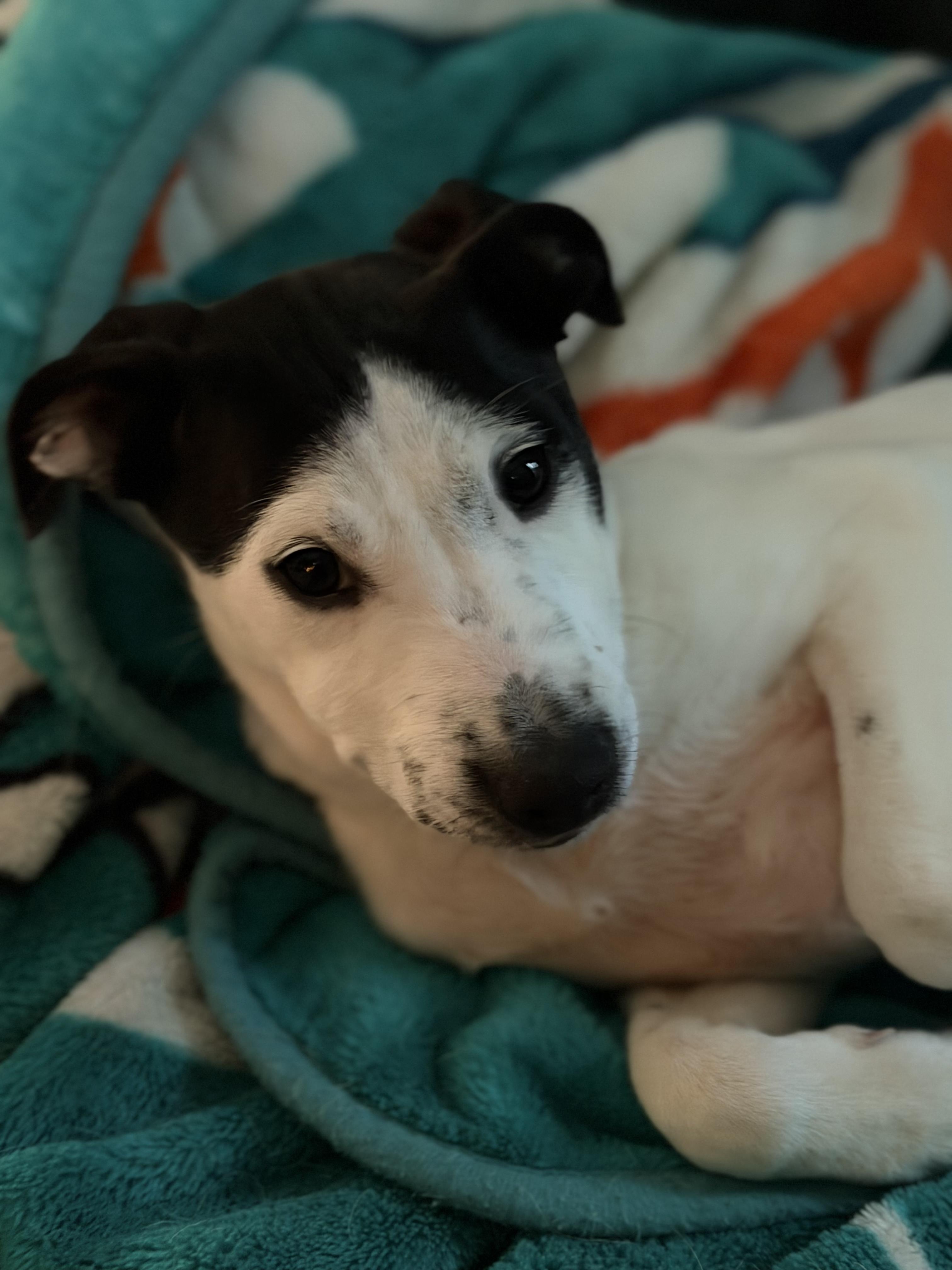 Johnny, Adoptable, Puppy Male Hound.