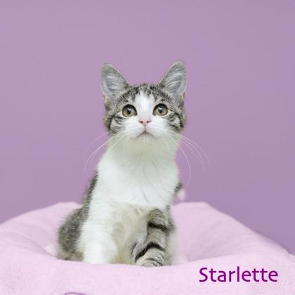 Starlette, Adoptable, Kitten Female Domestic Medium Hair & Domestic Short Hair.