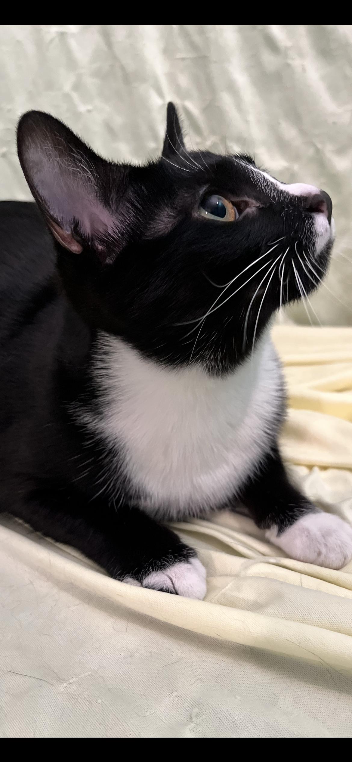 Ellsbeth, a Adoptable Domestic Short Hair in Connelly Springs, NC image 6/6