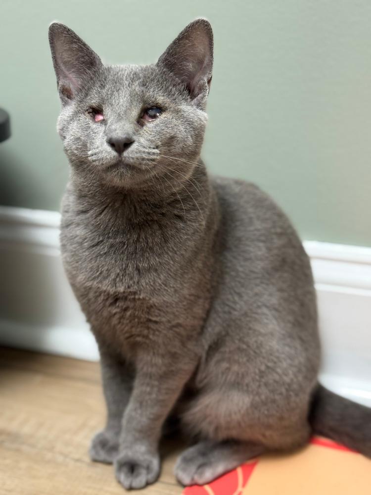 Lizzie Sailor, Adoptable, Kitten Female Domestic Short Hair.