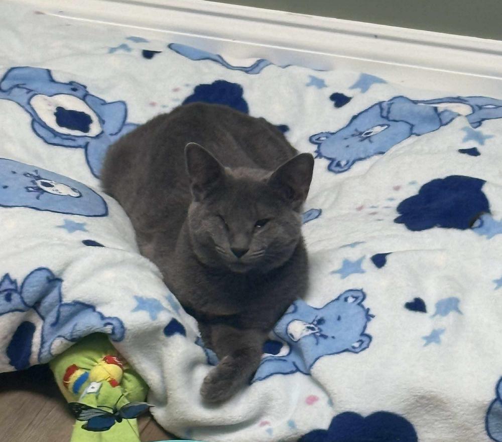 Enlarge Lizzie Sailor, a Adoptable Domestic Short Hair in Mount Laurel, NJ image 2/4